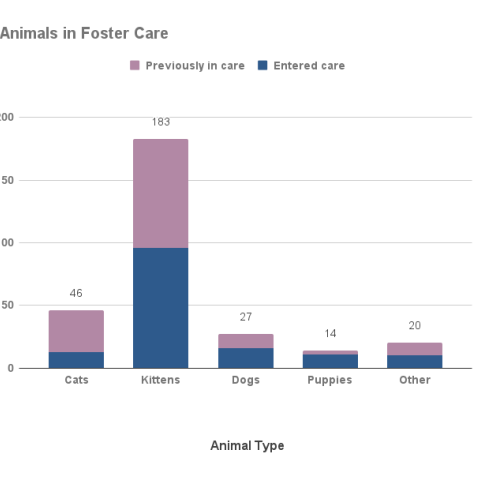 August 2023 Animals in Foster Care