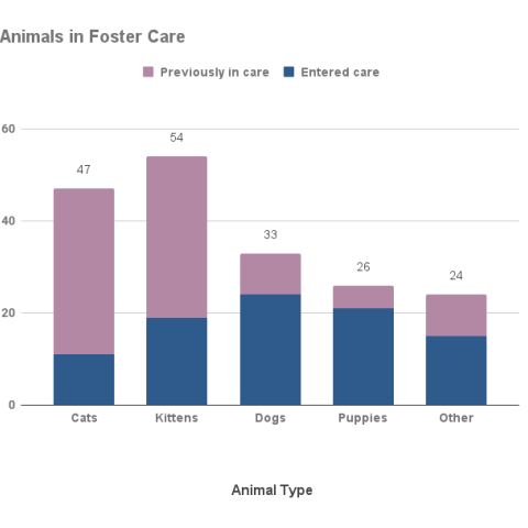 January 2024 - Animals in foster care