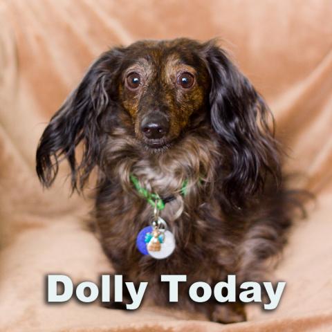 Dolly- of whom Dolly's Fund is named, after recovery from mange