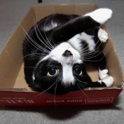 Cat playing in a box lid