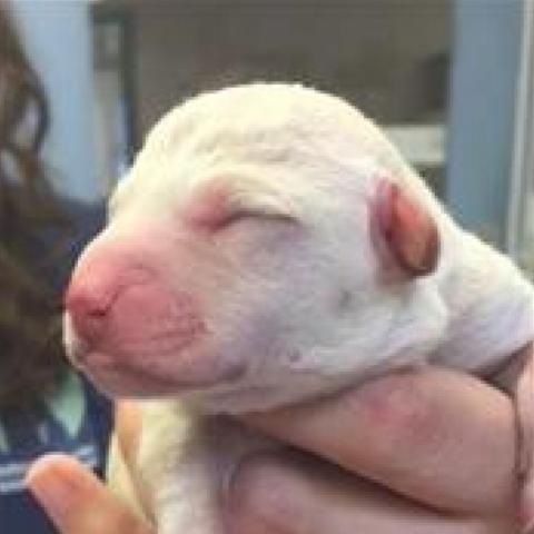 Neonatal puppy