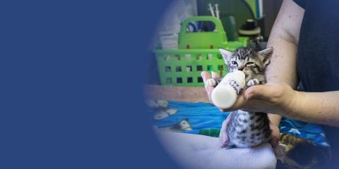 A kitten drinking from a bottle
