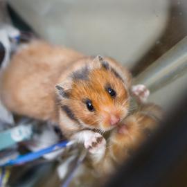 Carla Hamstortelli, a Hamster adopted on October 5, 2020