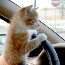 Kitten looking over the steering wheel of a car