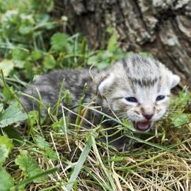 A kitten meowing in the brush