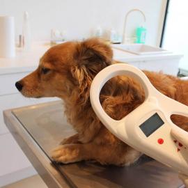 Dog scanned for a microchip