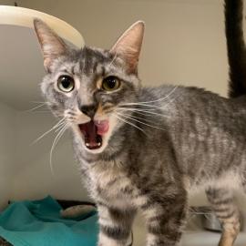 Cat licking their lips after eating at MCAS