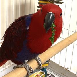 Eclectus, a parrot adopted in April 2021