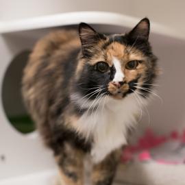 Tessa, a cat previously in care at MCAS