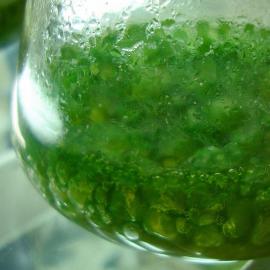 Blue-green algae cultured