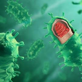 Rabies Virus structure (artist cross-section)