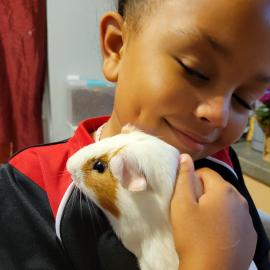 Frappuccino the guinea pig in their new home