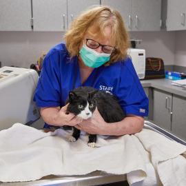 Roberta, a vet tech at MCAS, examining a cat