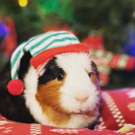 Andy the guinea pig