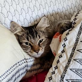 Lilly Bean the cat snuggles on a pillow under the covers