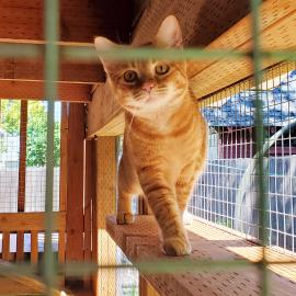 An orange cat viewed through the fencing of a catio