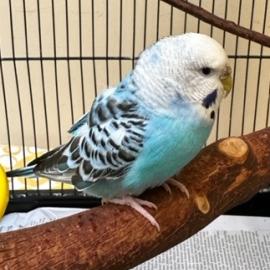 Tooney, a bird adopted in March 2023
