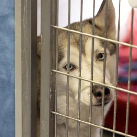 A dog peers through a kennel at Multnomah County Animal Services