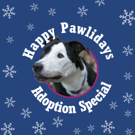 Happy PAWlidays Adoption Special graphic