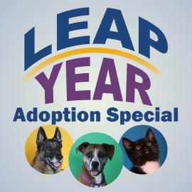 Leap Year Adoption Special