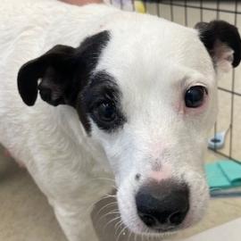 Daisy, a dog transferred to Jack Russell Rescue - Oregon Washington & Idaho in January 2024