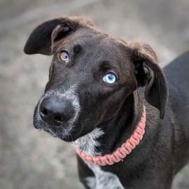Freya, a dog adopted in February 2024.