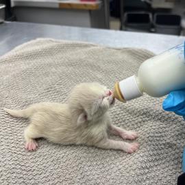 Bottle baby kitten feeding (313485)