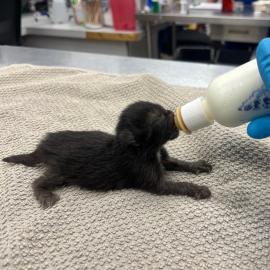 Bottle-baby kitten feeding