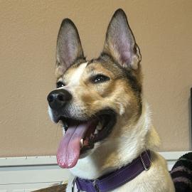 Lucy (343539), a dog adopted in July 2025