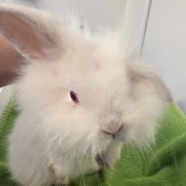 Merlin's Mustache, a rabbit adopted in August 2025