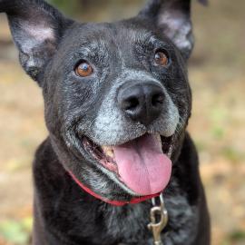 Hank, a dog adopted in October 2025