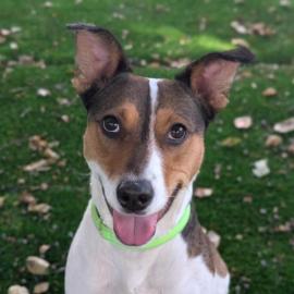 Lunabelle, a dog available for adoption at the Troutdale, OR shelter.