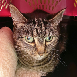Miss Kitty (371506), adopted in October 2025