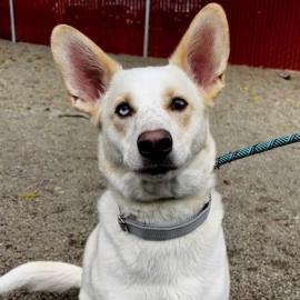 Apollo, a dog adopted on November 8, 2025