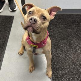 Honey, a dog adopted in November 2025