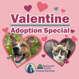 Valentine Adoption Special Thumb