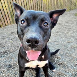 Cece, a dog adopted in February 2026