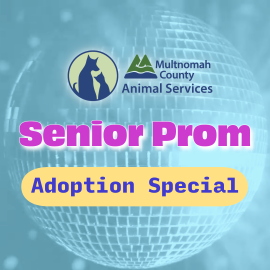 Senior Prom Adoption Special Graphic