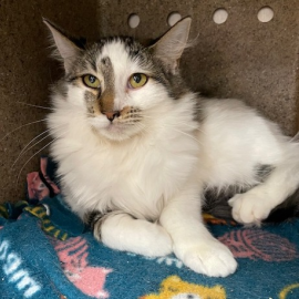 Eileen (378470), an adoptable cat available through the Kitties for Hire Program