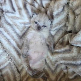 A young kitten in a volunteer foster home