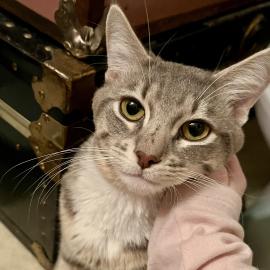 Leonard (385549), a cat adopted in April 2026