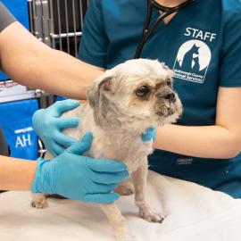 A veterinarian and assistant examine a dog (Scout) at Multnomah County Animal Services