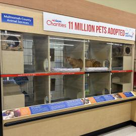 An adoptable cat from Multnomah County Animal Services in the kennels located at Petsmart Gresham