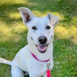 Orla, a dog adopted June 2026