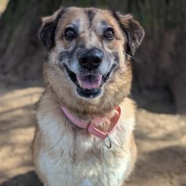 Brynmawr (387887), a senior dog adopted in FY 2026