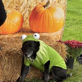 A canine contestant in the 2025 Pumpkinfest pet photo contest