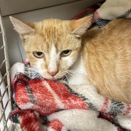 Fable, one of the available Kitties for Hire!