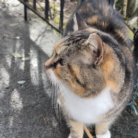 Photo for 104816 [Calico tabby cat ]