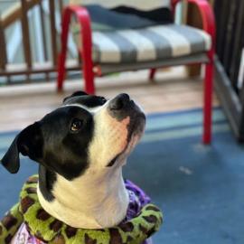 Photo for 146344 [364270]