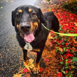 Photo for 147520 [Django]